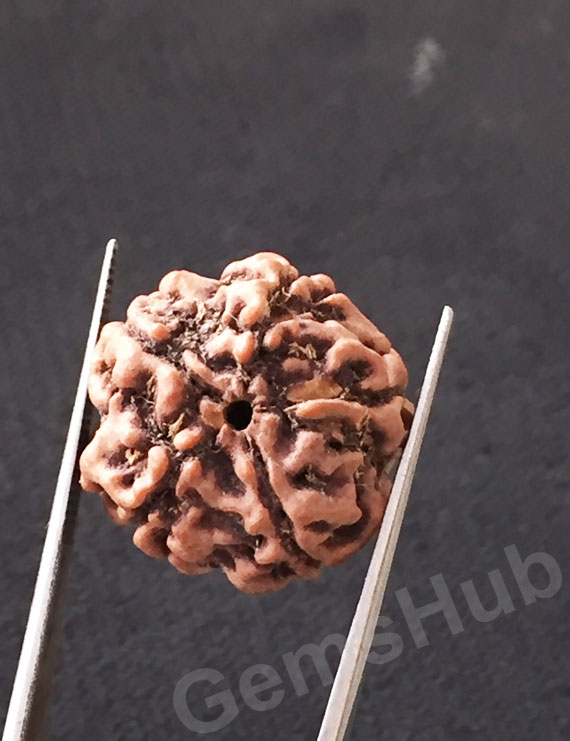 5 Mukhi Natural Certified Rudraksha Size- 20 mm Premium